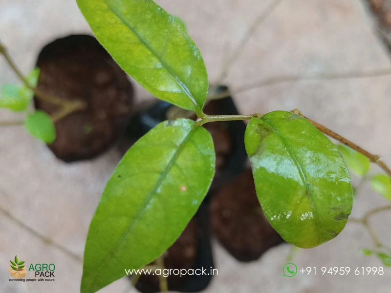 Dandapala6