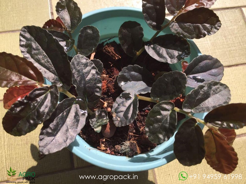Dark-Form-Pellionia-Repens1