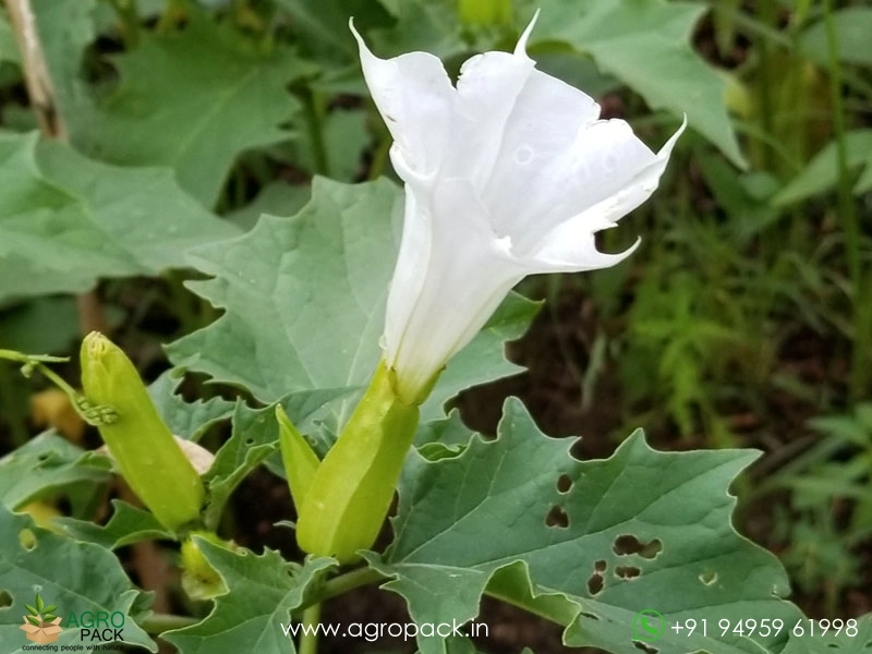 Datura-stramonium2
