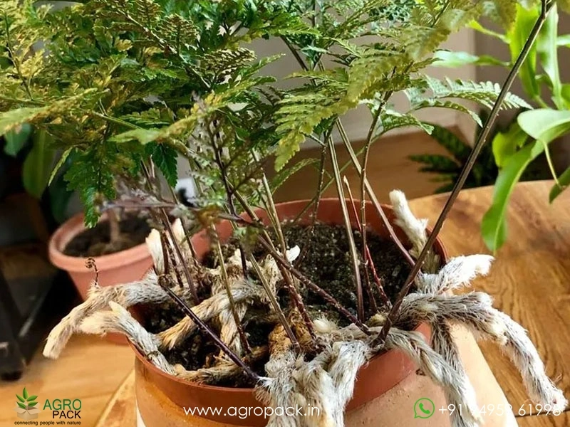 Deer-Foot-Fern1