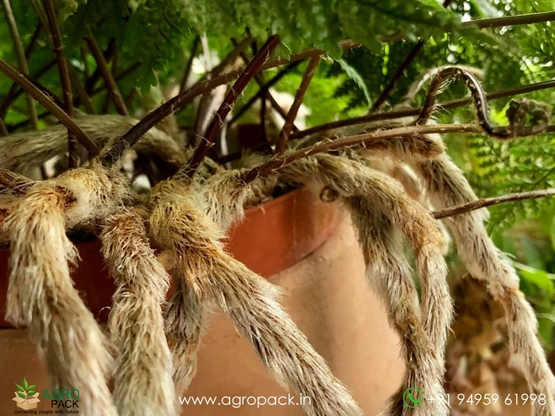 Deer-Foot-Fern2