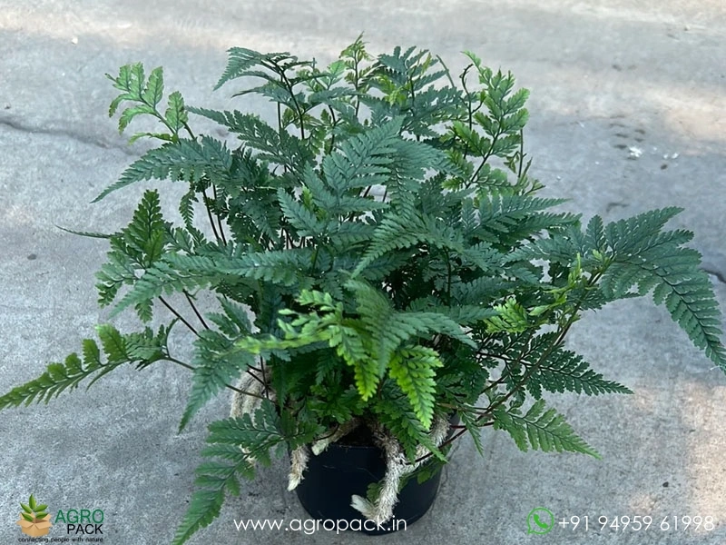 Deer-Foot-Fern3