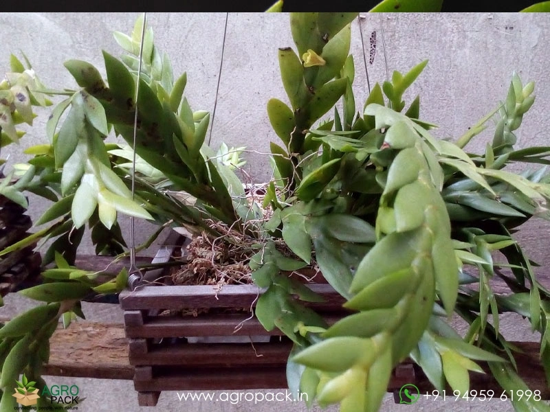 Dendrobium-Anceps-Orchid3