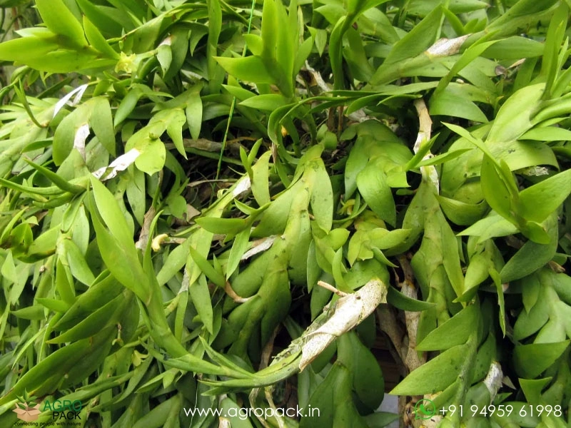 Dendrobium-Anceps-Orchid5