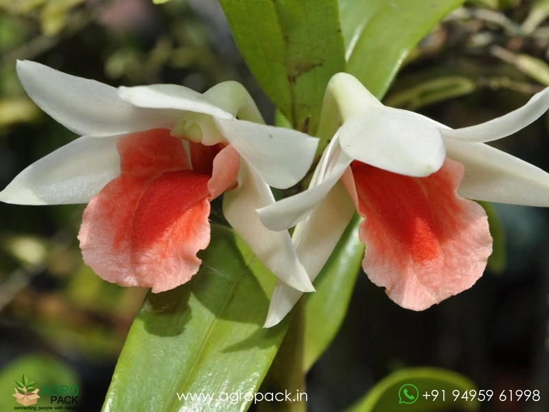 Dendrobium-Dawn-Maree-Orchid1
