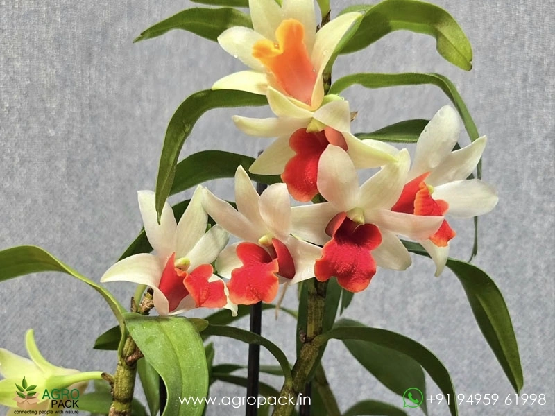 Dendrobium-Dawn-Maree-Orchid2