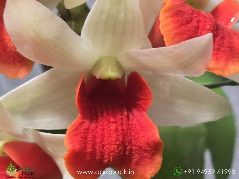 Dendrobium-Dawn-Maree-Orchid3