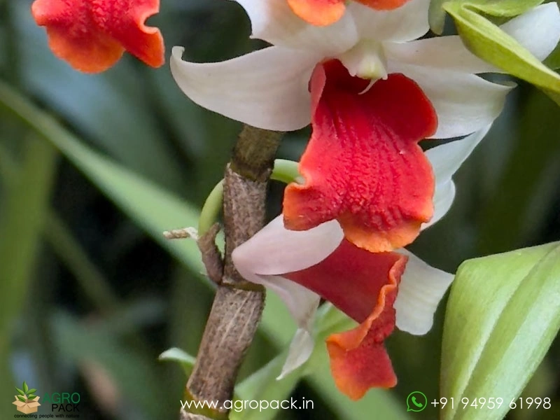 Dendrobium-Dawn-Maree-Orchid6