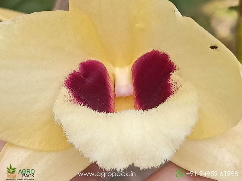 Dendrobium-Gatton-Sunray-Orchid1