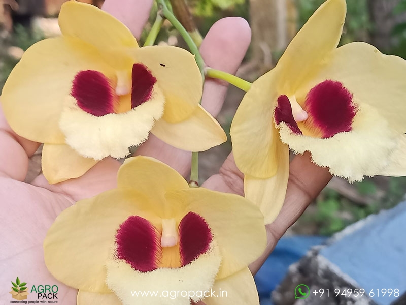 Dendrobium-Gatton-Sunray-Orchid2