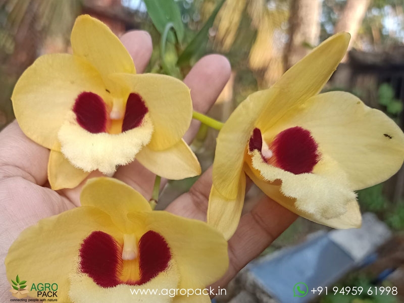 Dendrobium-Gatton-Sunray-Orchid3