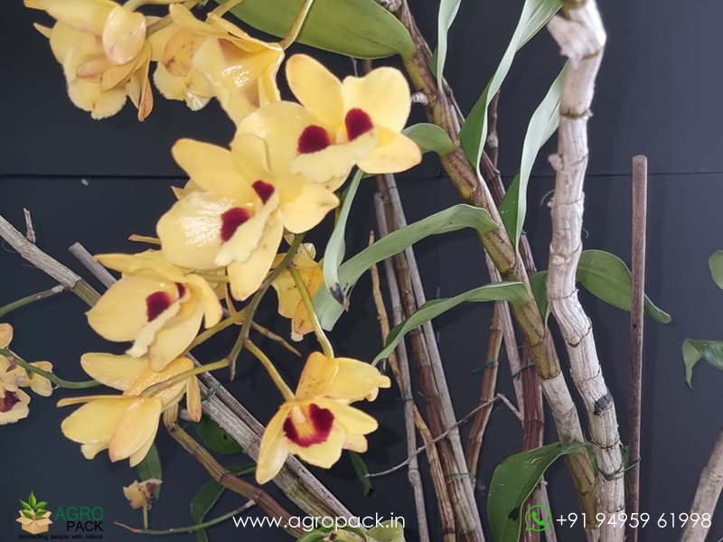 Dendrobium-Gatton-Sunray-Orchid5