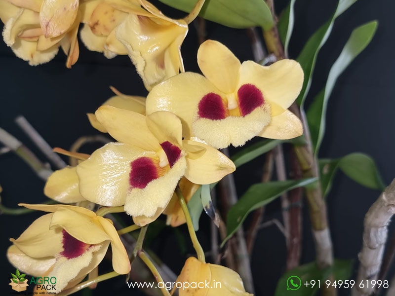 Dendrobium-Gatton-Sunray-Orchid6