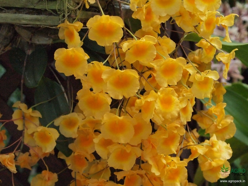 Dendrobium-Lindleyi-Orchid-2