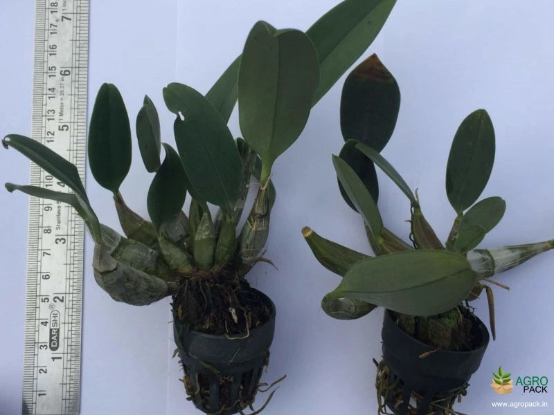 Dendrobium-Lindleyi-Orchid-3