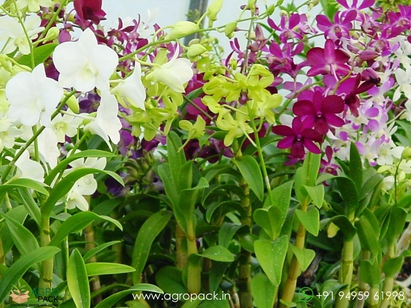 Dendrobium-Orchid-Plant-Sapling8