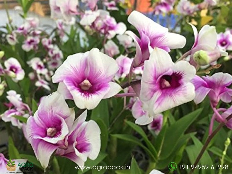 Dendrobium-Pink-Panda-Compactum2