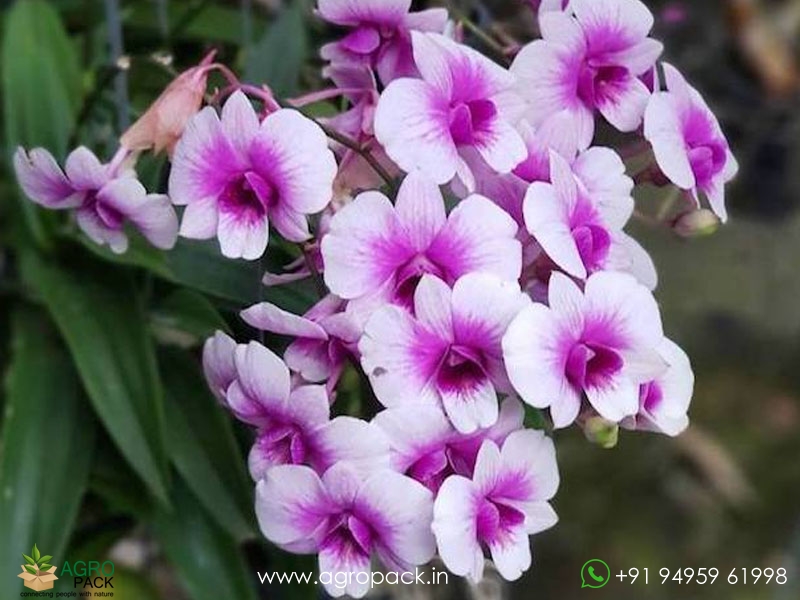 Dendrobium-Pink-Panda-Compactum3