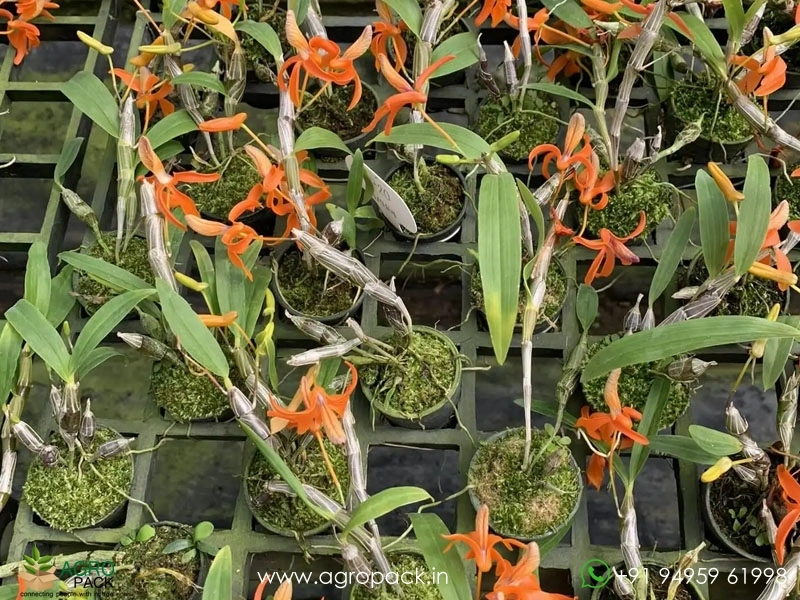 Dendrobium-Unicum-Orchid2