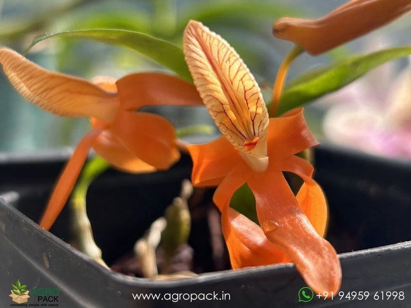 Dendrobium-Unicum-Orchid6