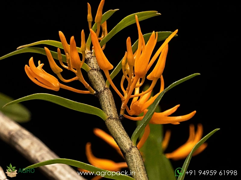 Dendrobium-jerdonianum4