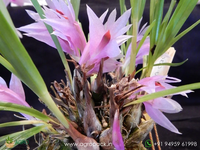 Dendrobium-violaceum3