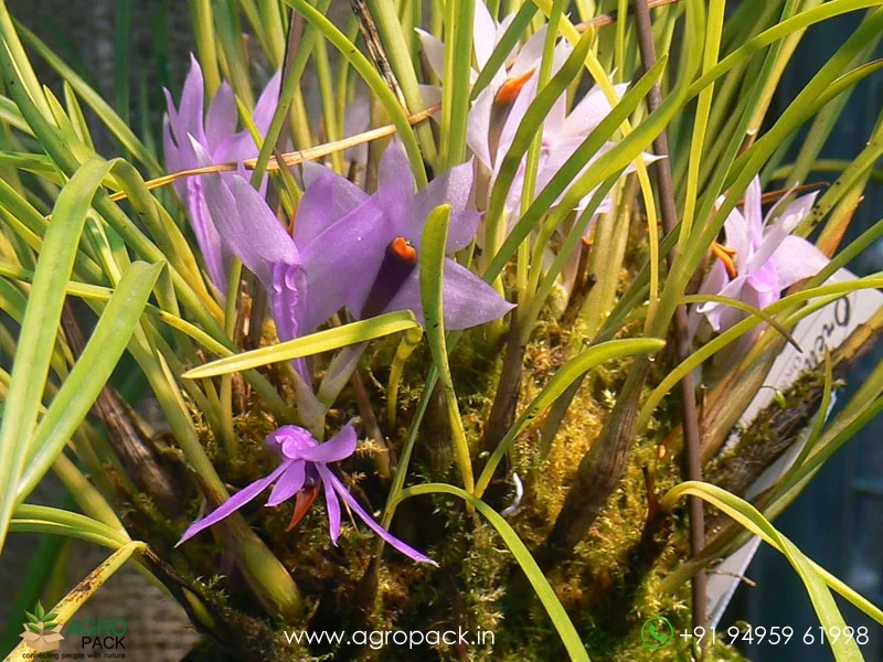Dendrobium-violaceum4