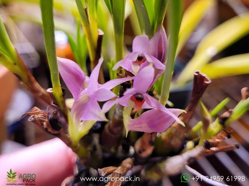Dendrobium-violaceum5