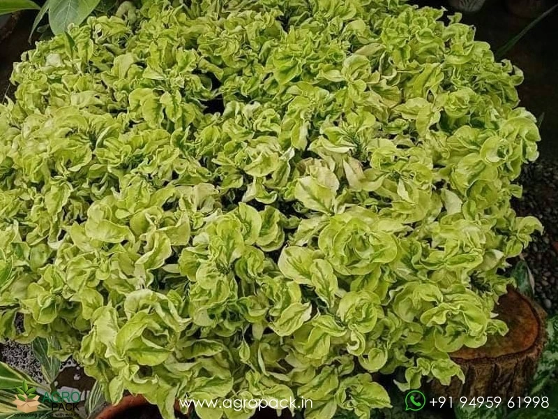 Devils-Backbone-Curly-Leaves4