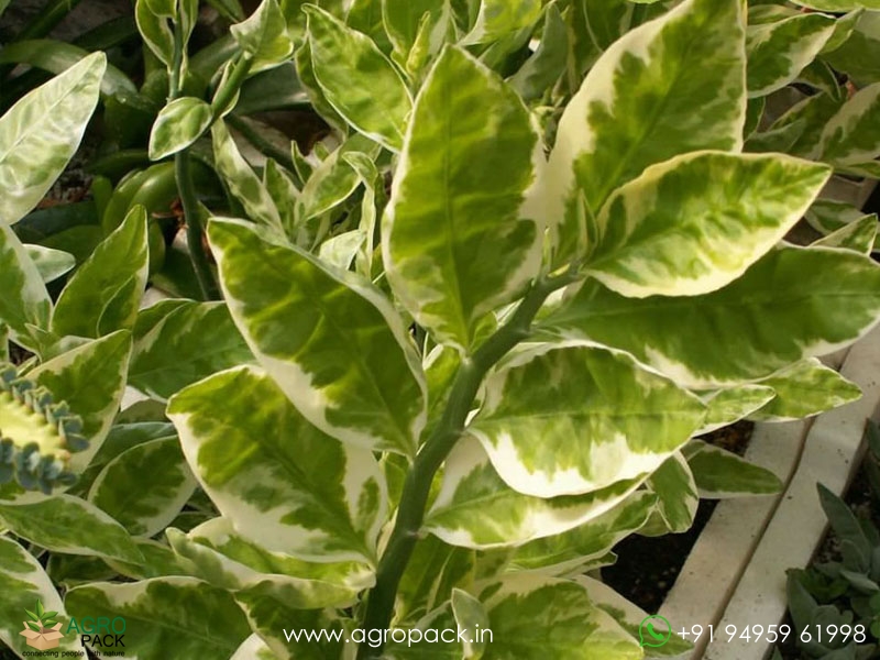 Devils-Backbone-Variegated1