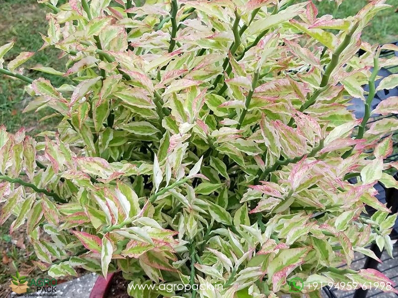 Devils-Backbone-Variegated2