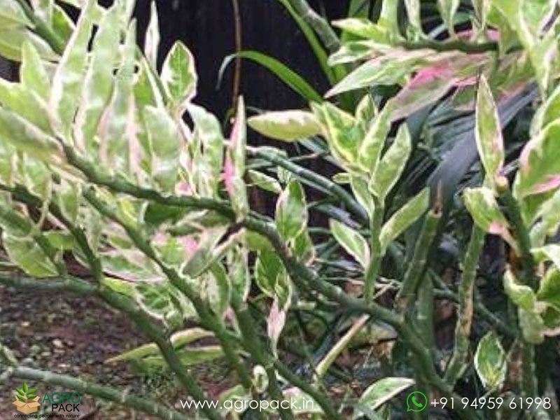 Devils-Backbone-Variegated3