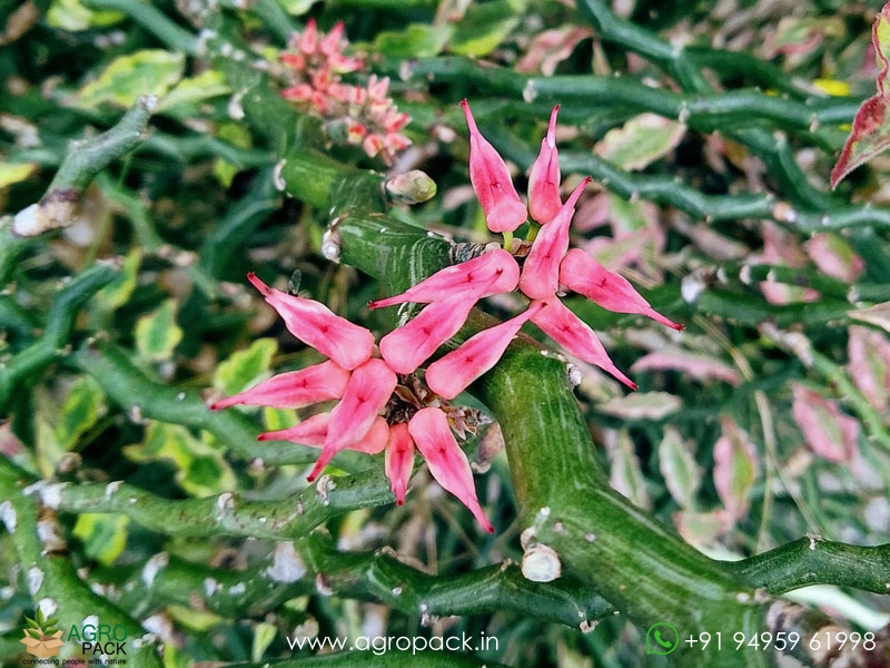 Devils-Backbone-Variegated4