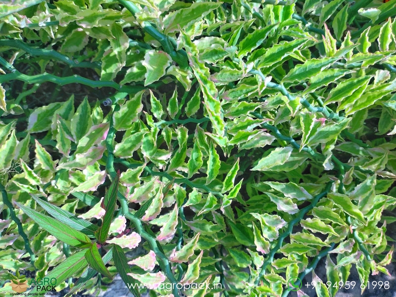 Devils-Backbone-Variegated5
