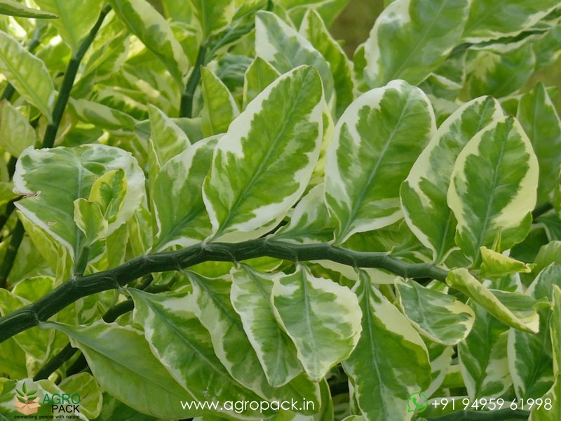 Devils-Backbone-Variegated6