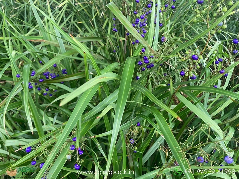 Dianella-caerulea-Blue-Flax-Lily3