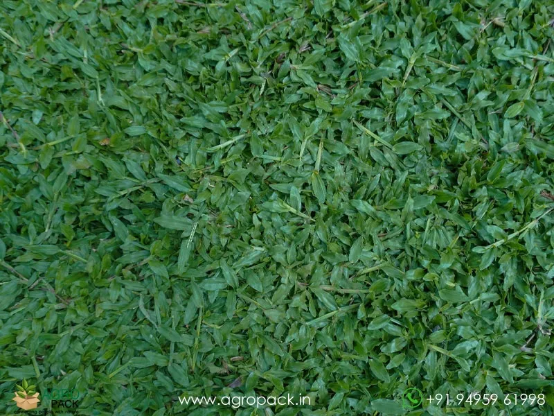 Dichondra-repens-Pearl-Grass2