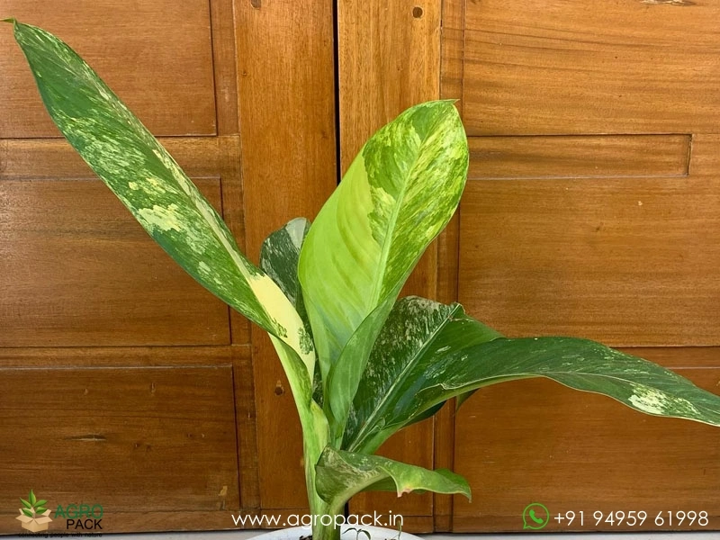 anthurium acual Anthurium California Pink