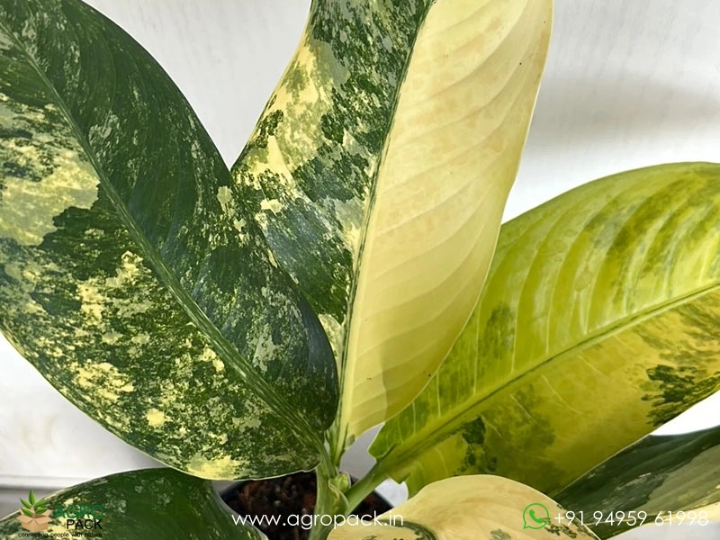 Dieffenbachia Big Ben Variegated Plant For Sale In India | Online plant  nursery