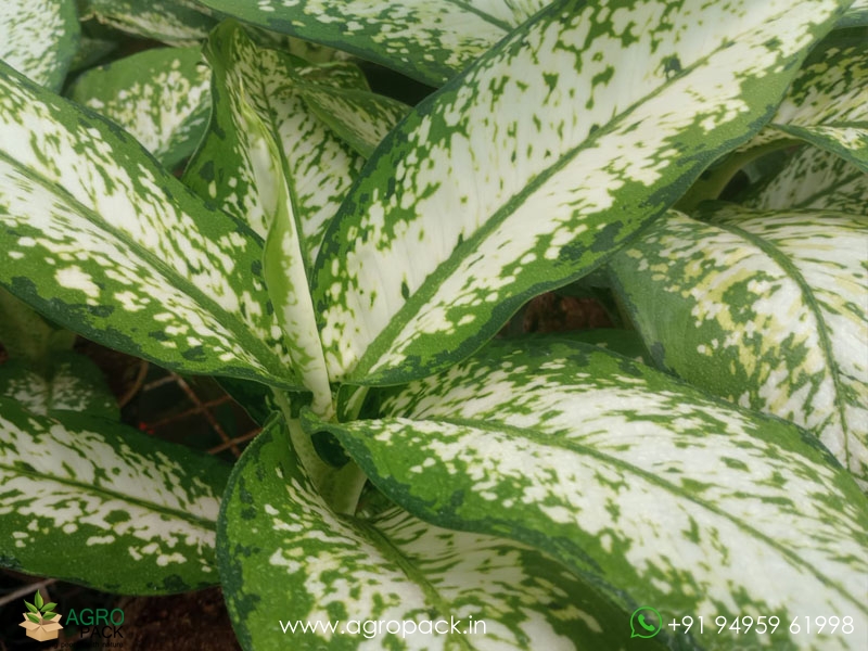 Dieffenbachia-Delilah1