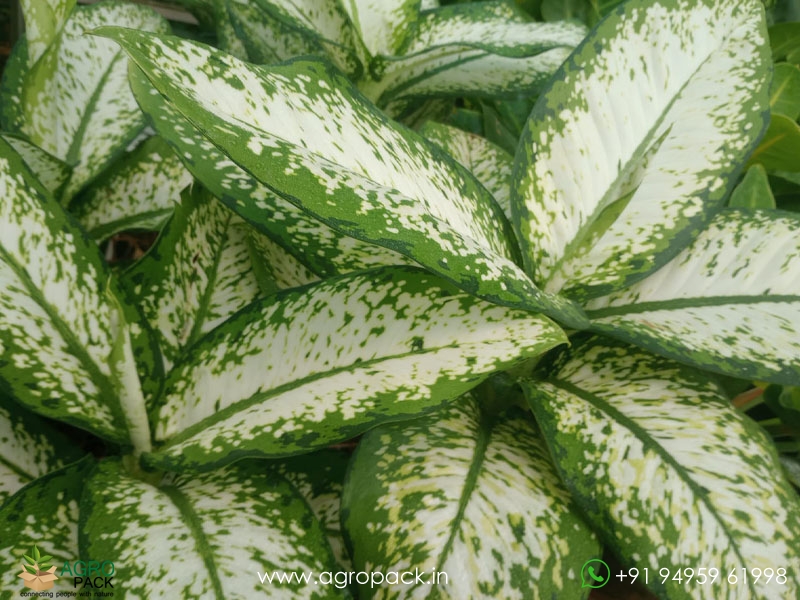 Dieffenbachia-Delilah2