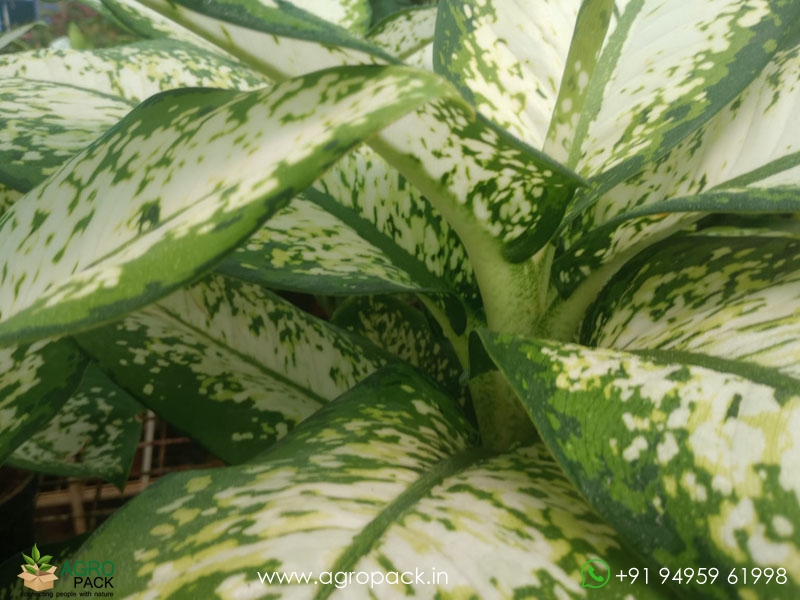 Dieffenbachia-Delilah3