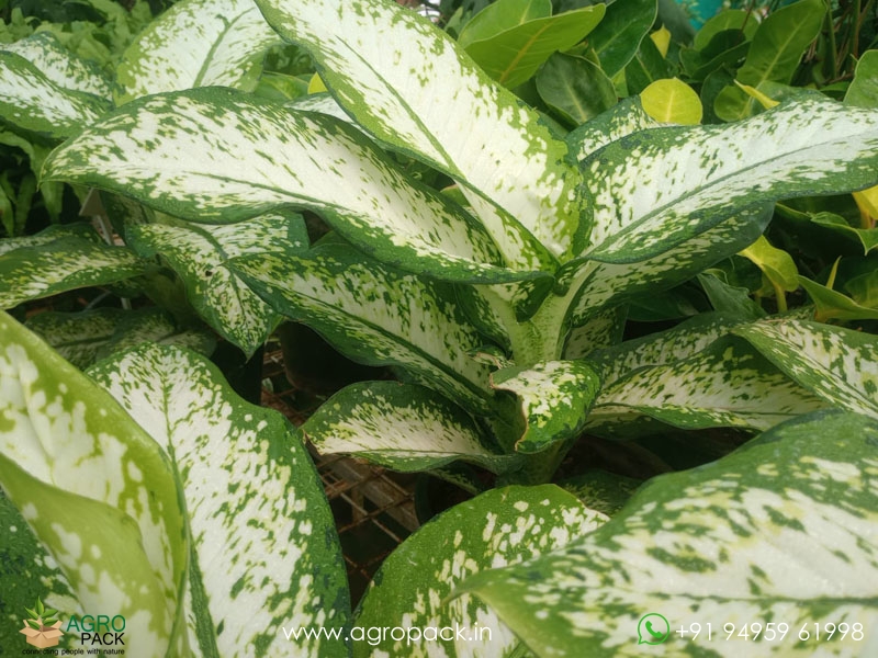 Dieffenbachia-Delilah4