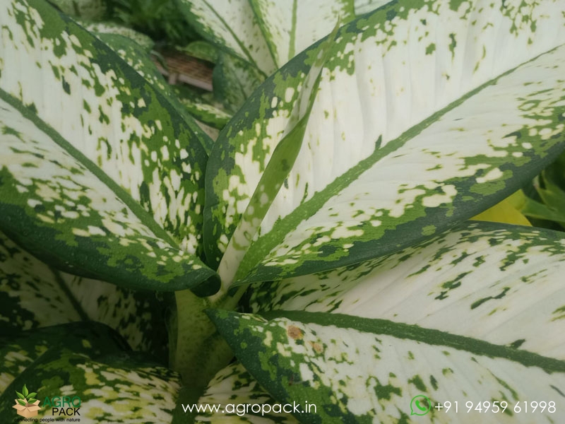 Dieffenbachia-Delilah5