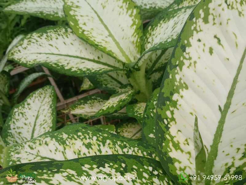 Dieffenbachia-Delilah6