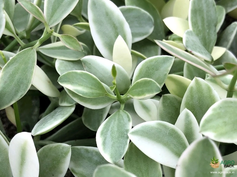 Dischidia-Oiantha-Variegata1