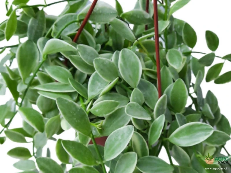 Dischidia-Oiantha-Variegata3