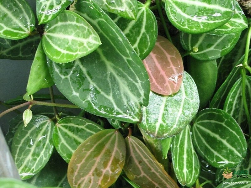Dischidia-Ovata1