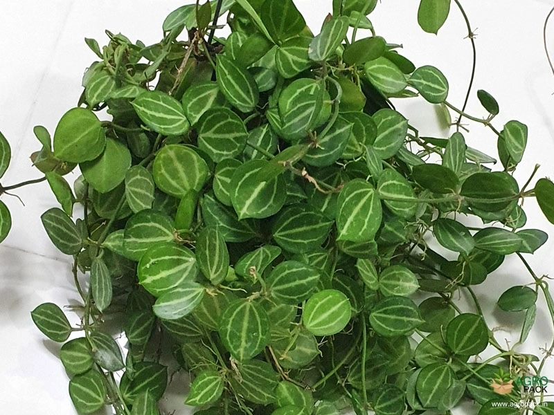 Dischidia-Ovata3