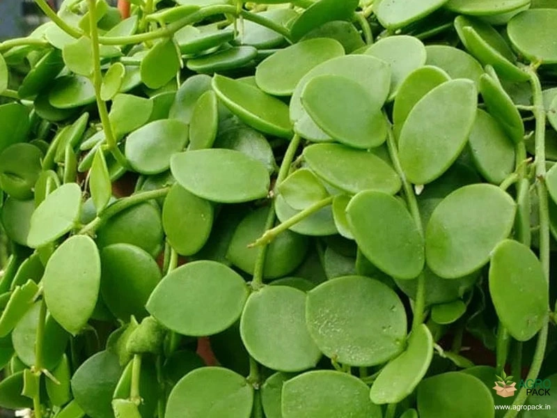 Dischidia-nummularia1